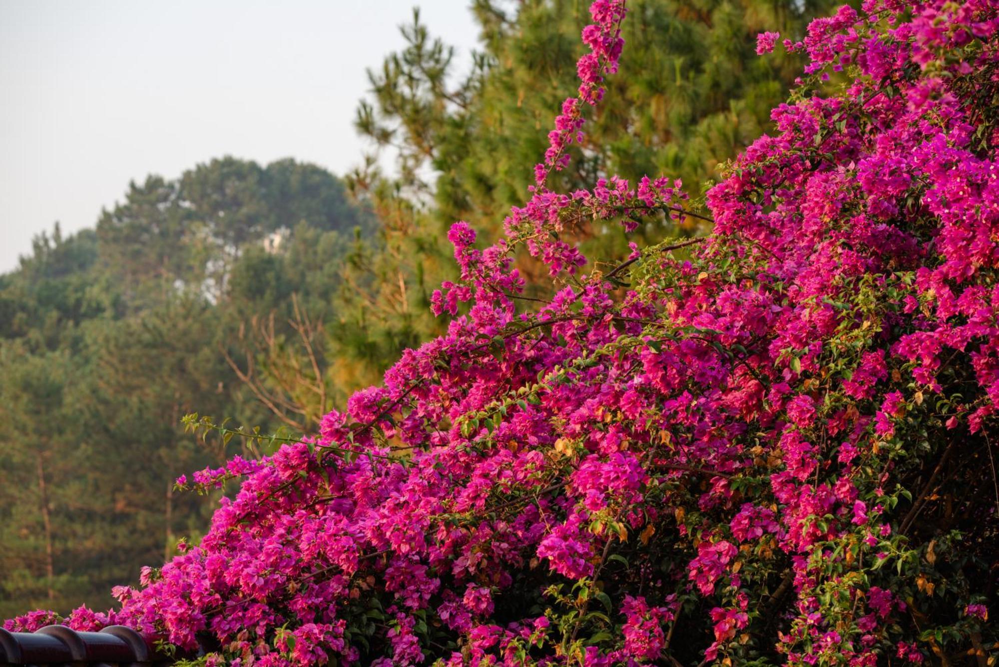 באו לוק Maysa Villa מראה חיצוני תמונה
